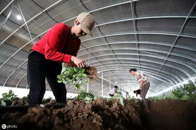 草莓的根 茎 叶 花是怎么回事你都不懂 还敢说自己是种草莓的 天天学农草莓号 微信公众号文章阅读