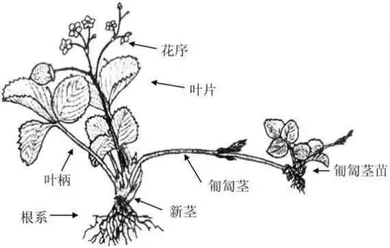 草莓的根 茎 叶 花是怎么回事你都不懂 还敢说自己是种草莓的 天天学农草莓号 微信公众号文章阅读