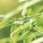 英庄一小2022年端午节放假通知及温馨提示