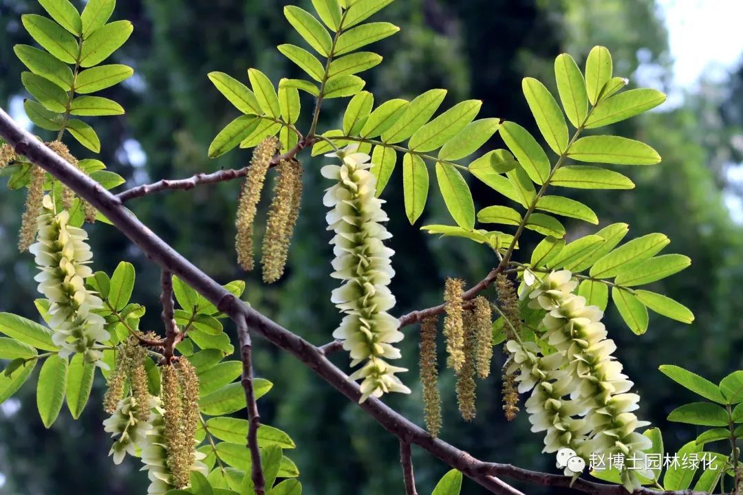 行道树名称图片