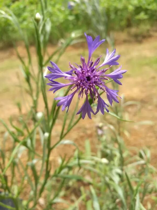 董姐姐话植物 菊科夏季花卉 三 科普钟山 微信公众号文章阅读 Wemp
