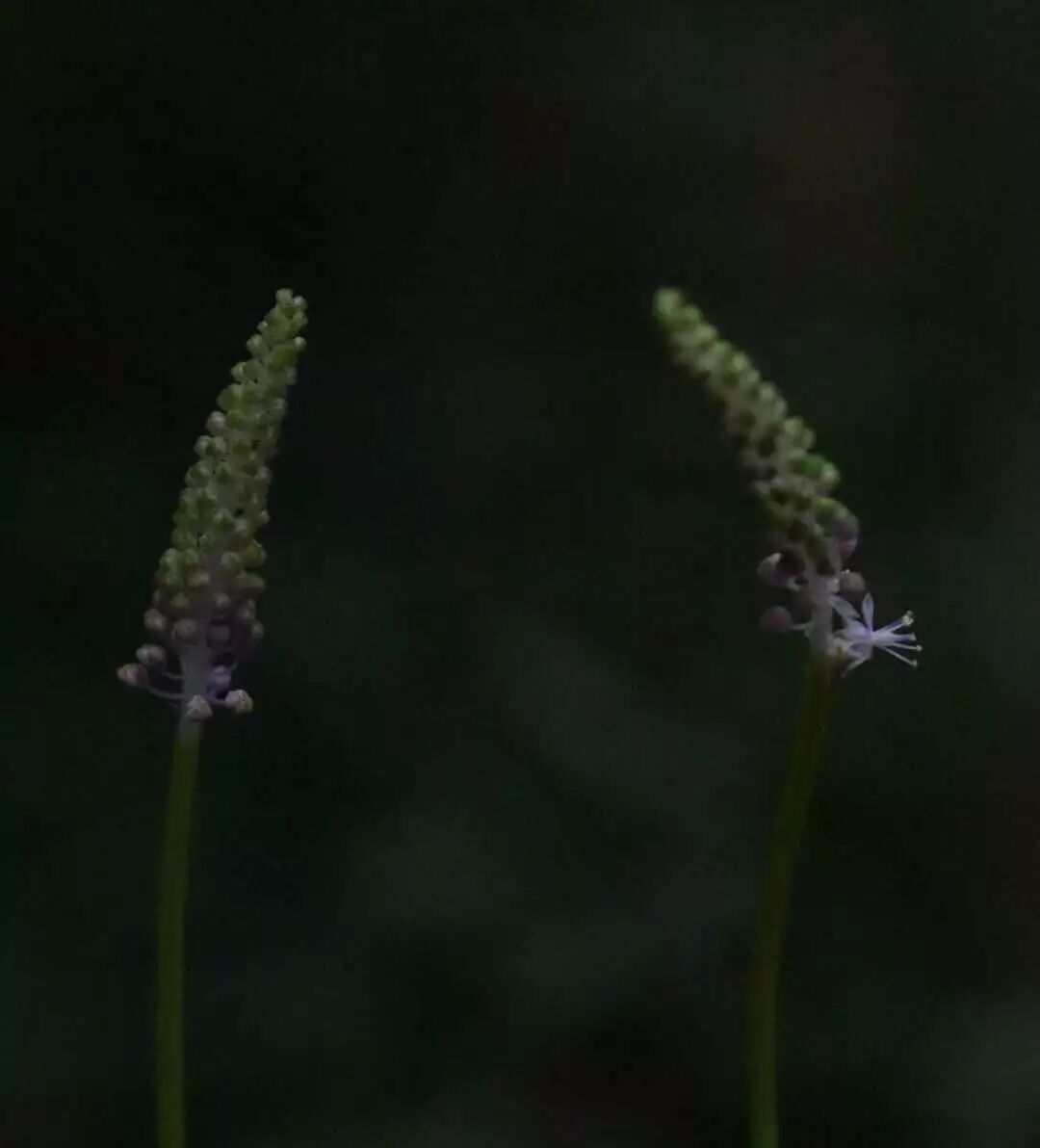 董姐姐话植物 灵谷绵枣儿别样美 科普钟山 微信公众号文章阅读 Wemp