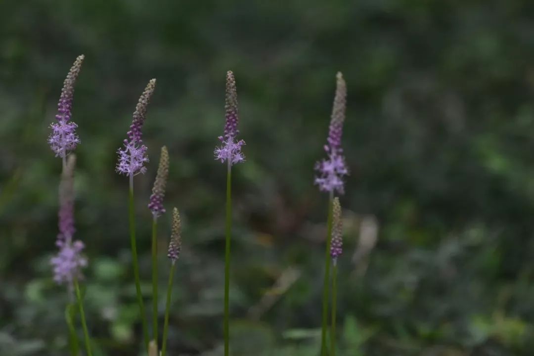 董姐姐话植物 灵谷绵枣儿别样美 科普钟山 微信公众号文章阅读 Wemp