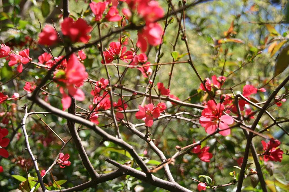 贴梗海棠 寒梅 Flowering Quince 宇茂园林 微信公众号文章阅读 Wemp