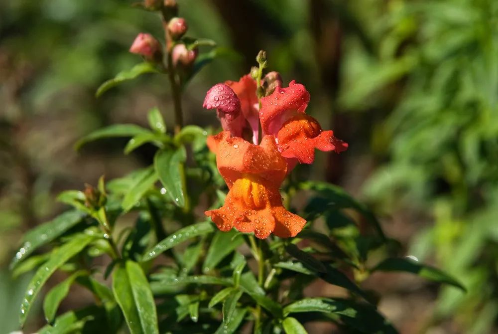 金鱼草snapdragon 宇茂园林 微信公众号文章阅读 Wemp