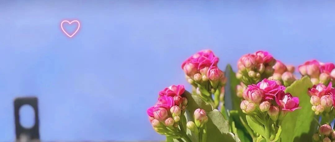 当民宿遇上花海！四季的浪漫都藏在这里→【小布带你探民宿】