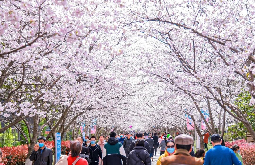 春日的粉色仙境,又一波樱花打卡好去处