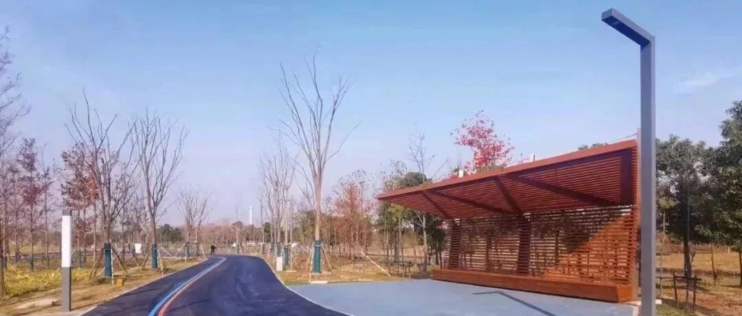 滨江森林公园二期开园啦！30万㎡花海、水杉森林、樱花山等你去打卡