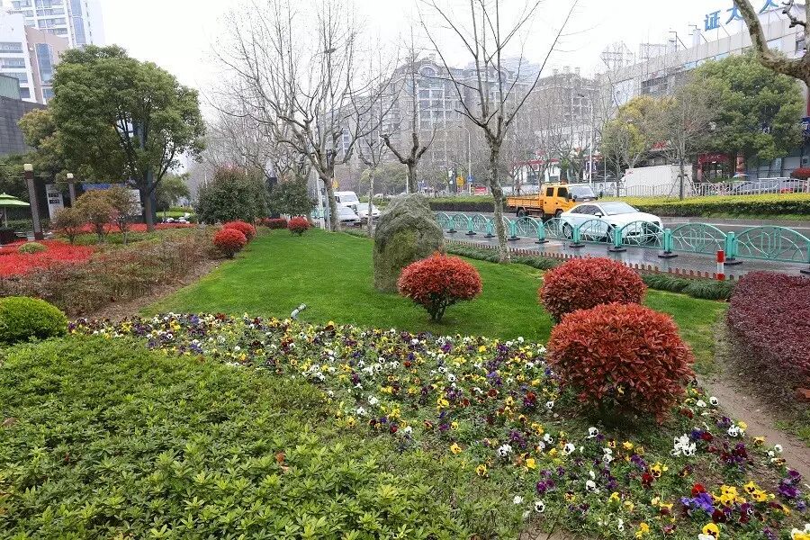 【街镇】花木街道:锦绣花木更缤纷