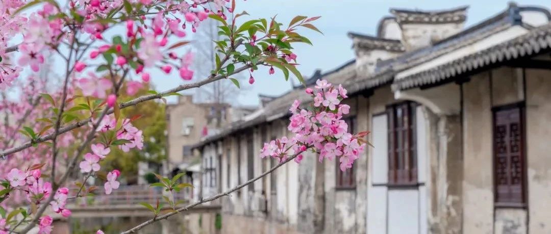 南汇桃花村/新场古镇/浦东红窑……这场浦东的花之约，你来了吗?