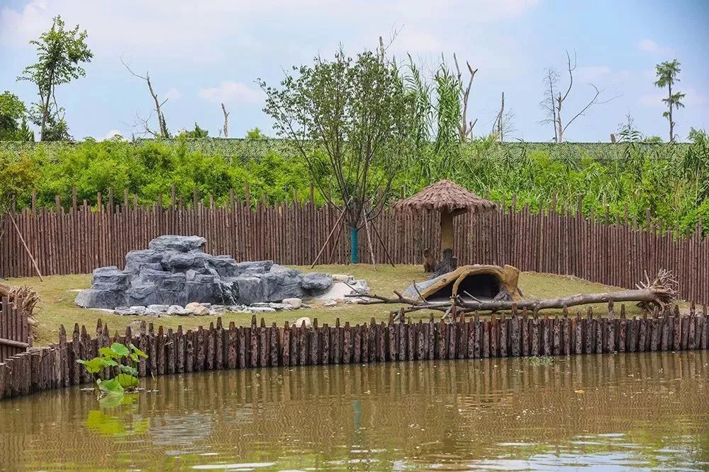 【樂活】野生動物園「水域探秘」今日啟航！可水上360度無遮擋觀看 旅行 第14張