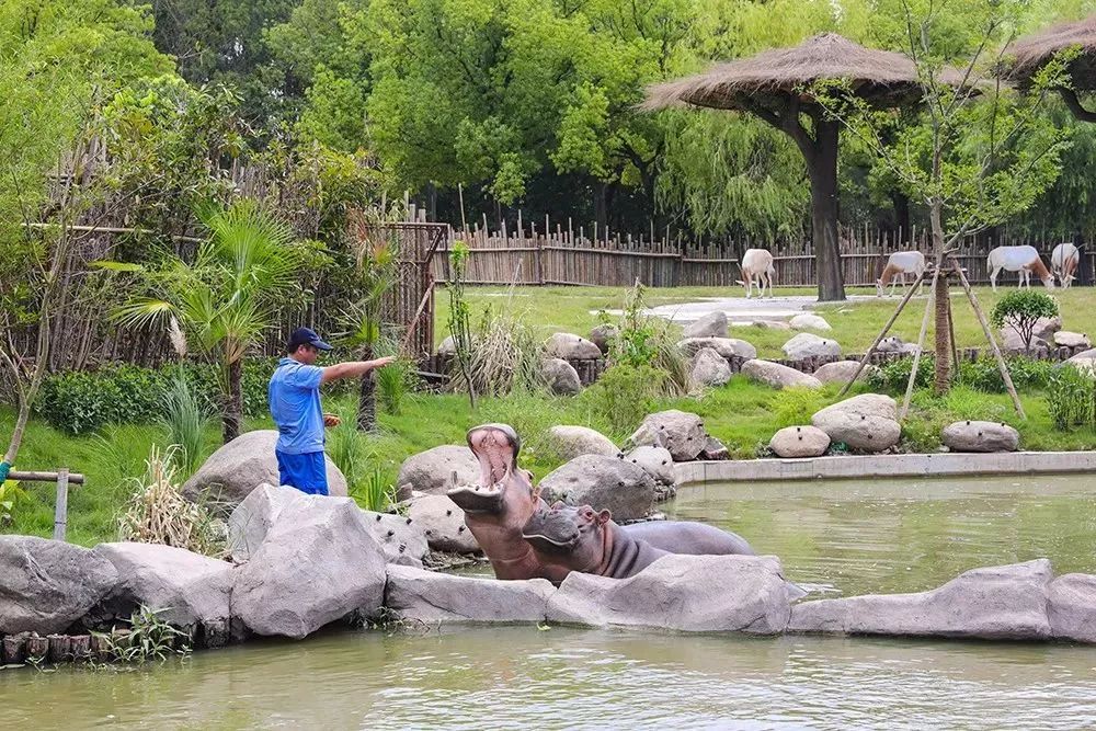 【樂活】野生動物園「水域探秘」今日啟航！可水上360度無遮擋觀看 旅行 第15張