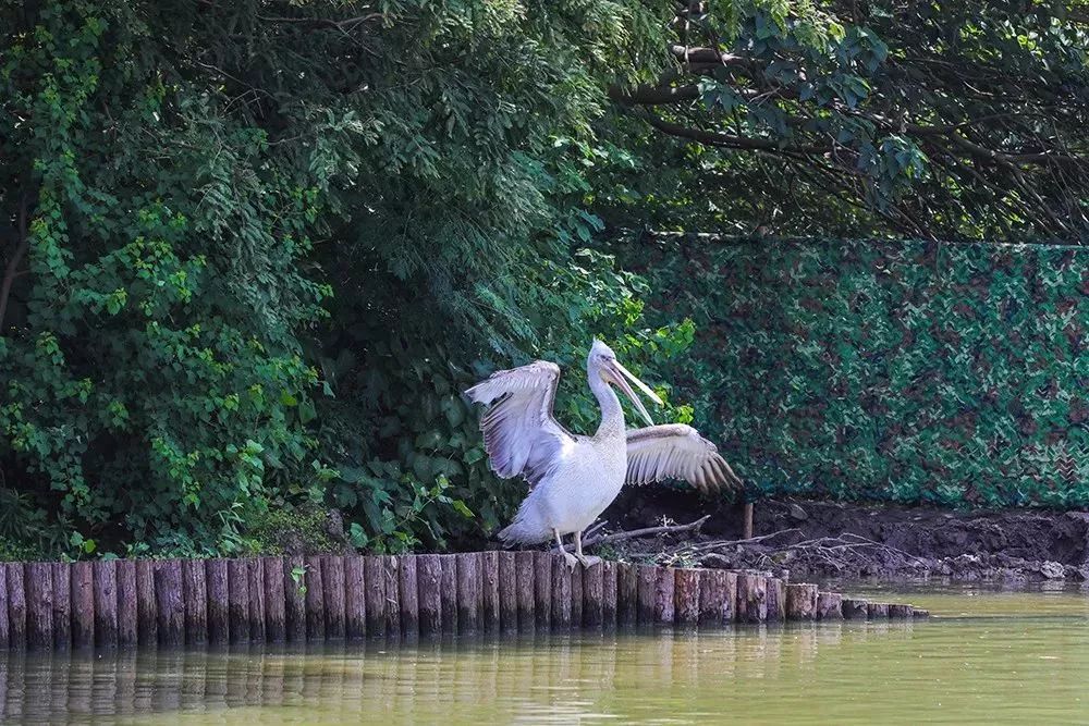 【樂活】野生動物園「水域探秘」今日啟航！可水上360度無遮擋觀看 旅行 第21張