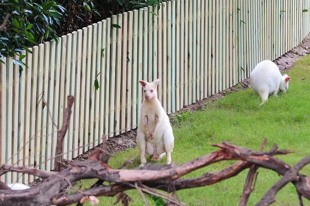 【樂活】野生動物園「水域探秘」今日啟航！可水上360度無遮擋觀看 旅行 第29張