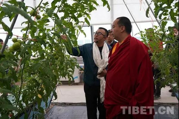 班禅重返故乡那曲：体察藏北民情 关注牧区生态