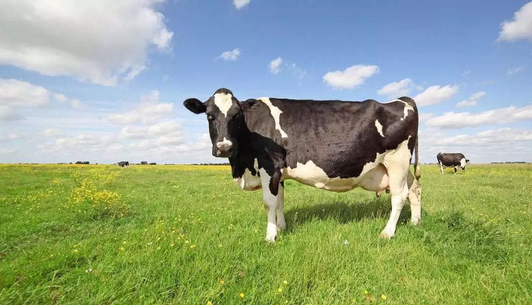 双乙酸钠在奶牛中的应用