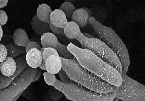 双乙酸钠抑制霉菌生长