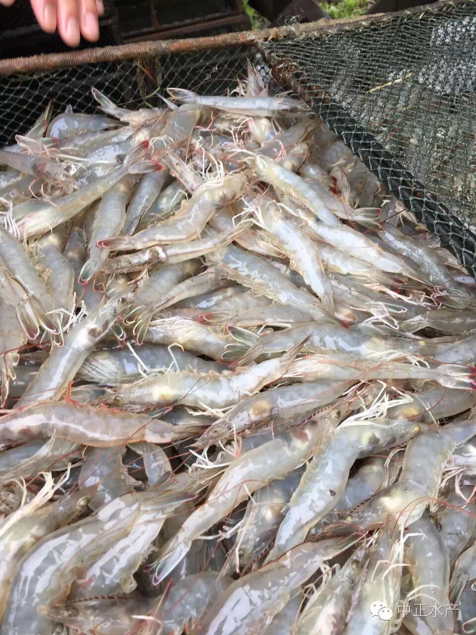 江苏,海南市场,中正虾苗再传佳讯!