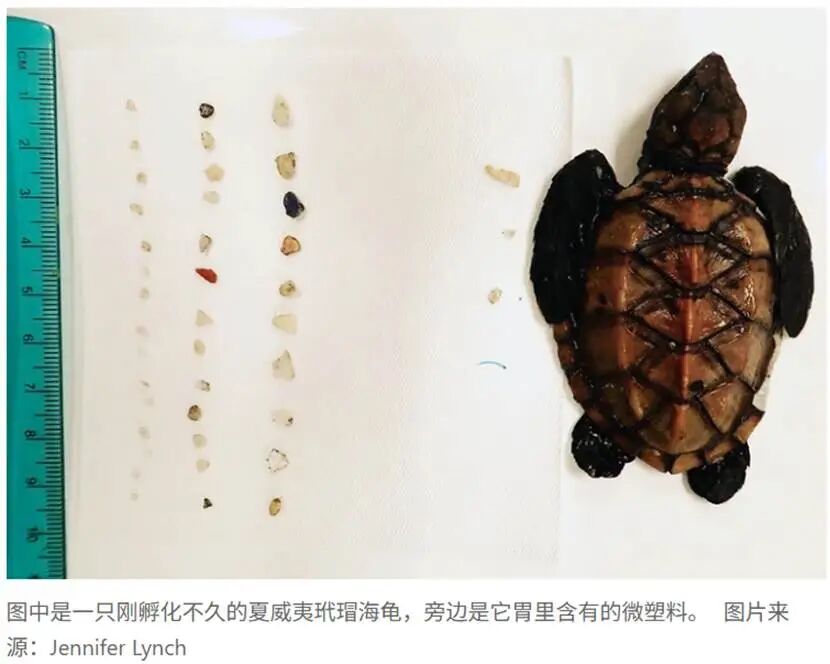 图片包含 狗, 游戏机, 装满, 熊  AI 生成的内容可能不正确。