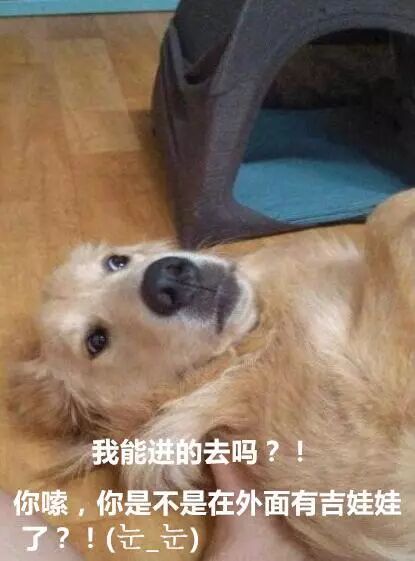 疯狂的小狗狗这铲屎的谁要谁带走老子不伺候了