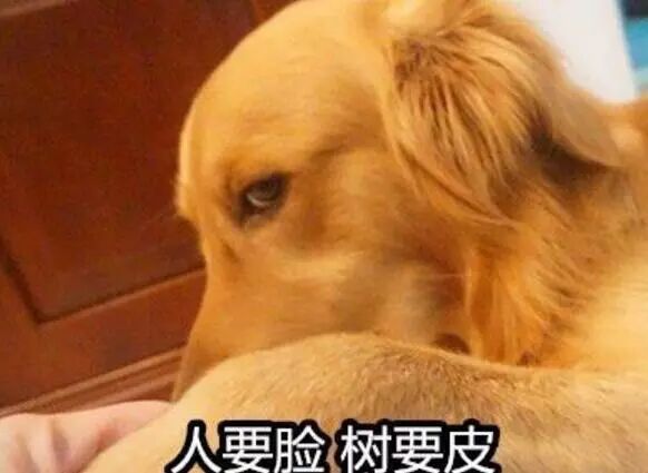 疯狂的小狗狗这铲屎的谁要谁带走老子不伺候了