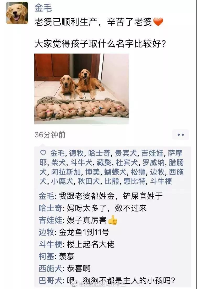 凌晨三點，狗狗突然發了條朋友圈... 寵物 第8張