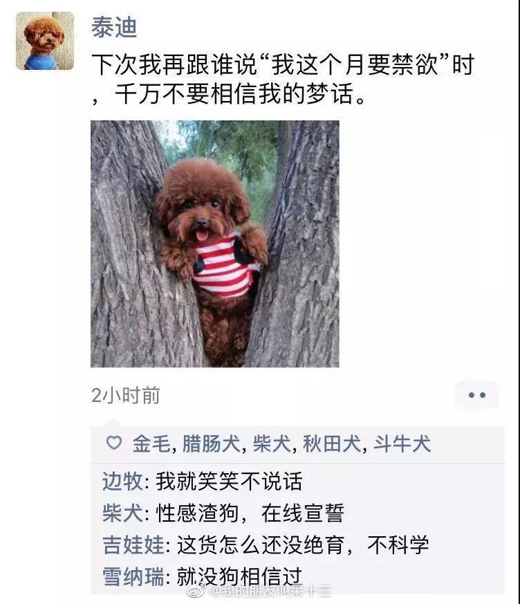 凌晨三點，狗狗突然發了條朋友圈... 寵物 第6張