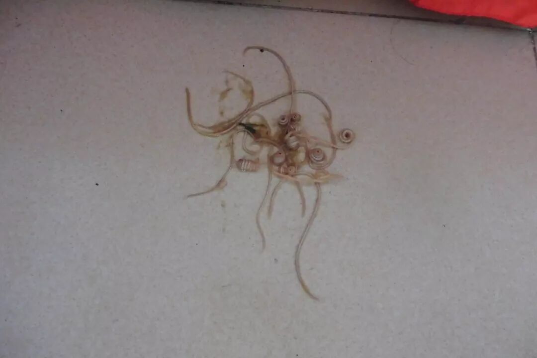 疯狂的小狗狗狗的这6种表现说明肚子里已经爬满了虫子