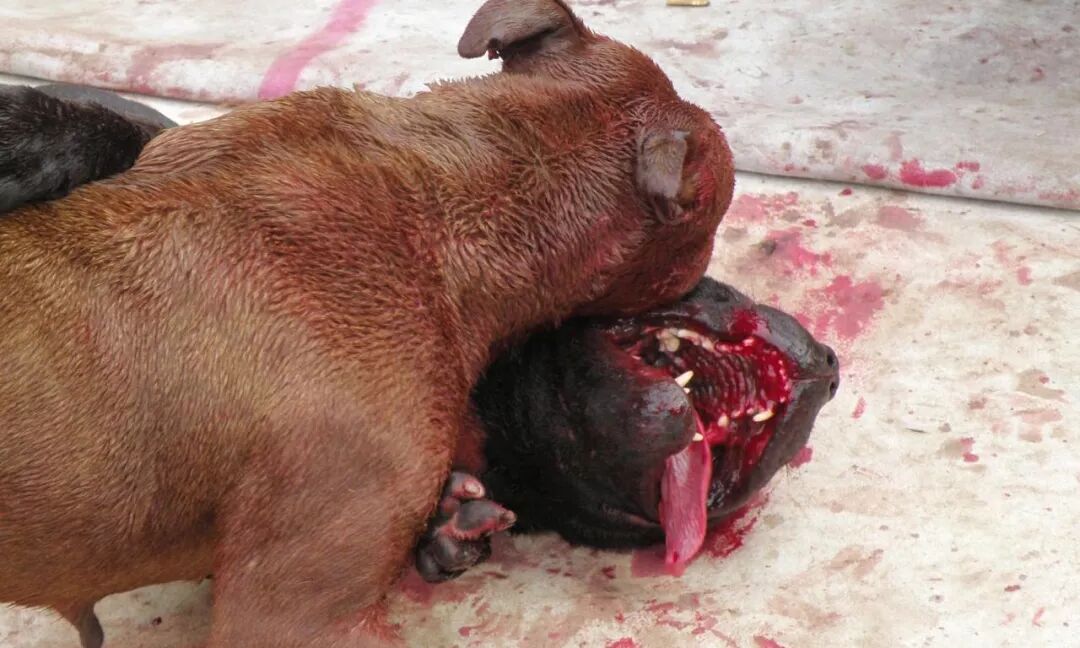 疯狂的小狗犬王争霸赛血腥暴力金钱这些狗一出生就注定是野蛮人取乐的