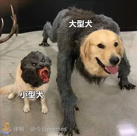 明明狗的体型差异这么大 大型犬却被小型犬这么对待 疯狂的小狗天猫旗舰店
