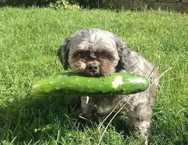 第五个绝对会把人魂都吓飞 - 疯狂的小狗官方旗舰店