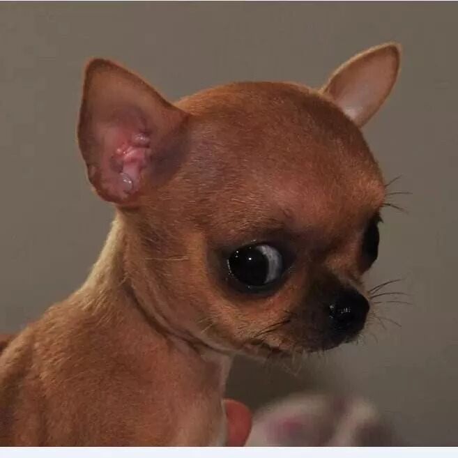 吉娃娃生气时的头居然非常不争气的冒出来了一颗头当时我的脑海里目眦