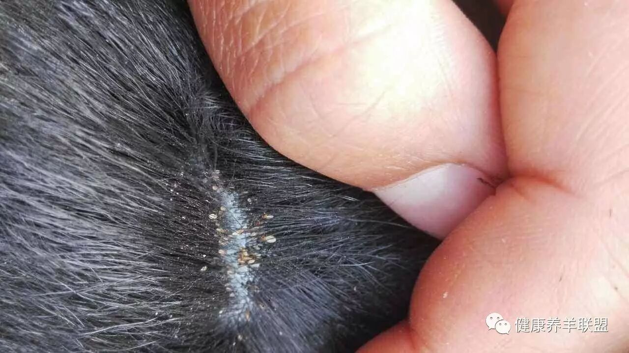 羊寄生虫的驱虫计划,建议下吧!