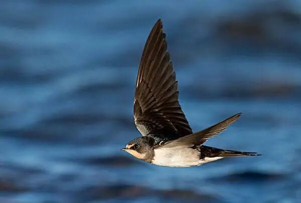 “燕子不落愁人家”，燕子真的会选风水吗？