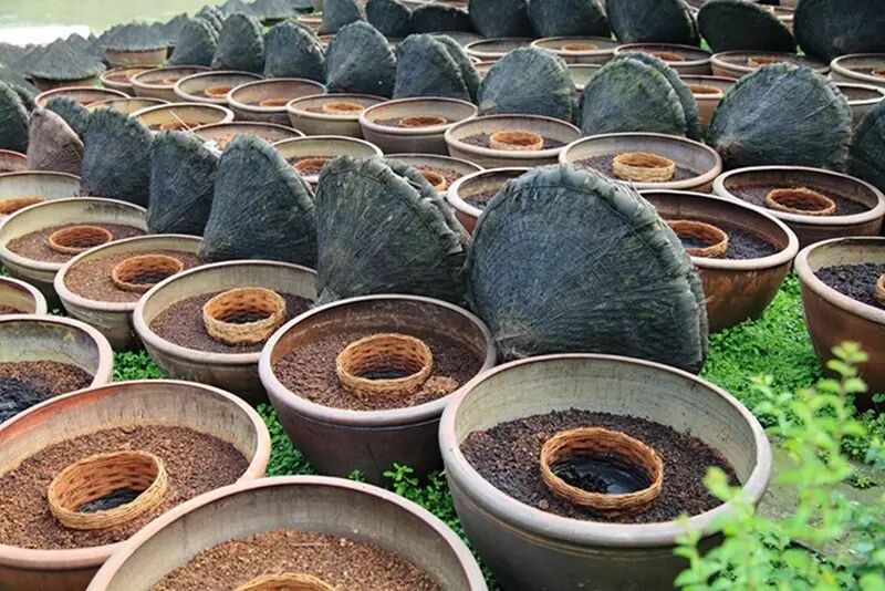 好酱油离不开的微生物米曲霉