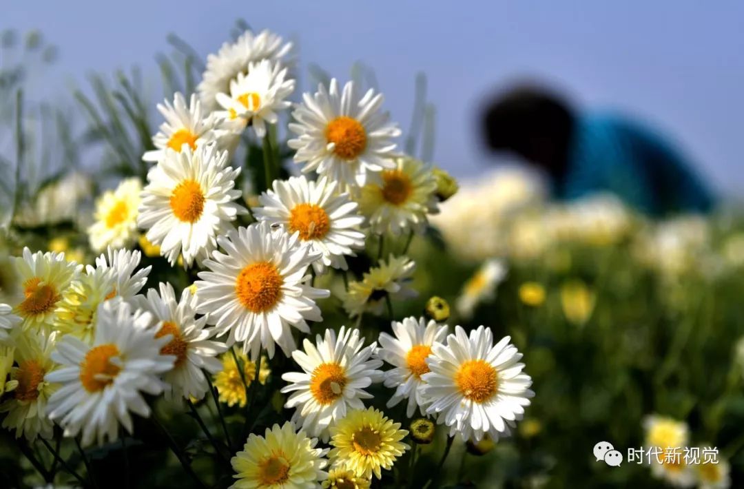 杭白菊基地鲜花盛开村民置身花海忙采菊 夏邑视觉 微信公众号文章阅读 Wemp