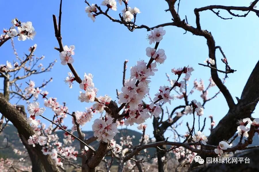 杏树嫁接 一花一草一木 微信公众号文章阅读 Wemp