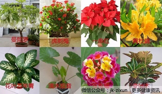 这8种常见花卉千万别放在卧室,小心伤身!