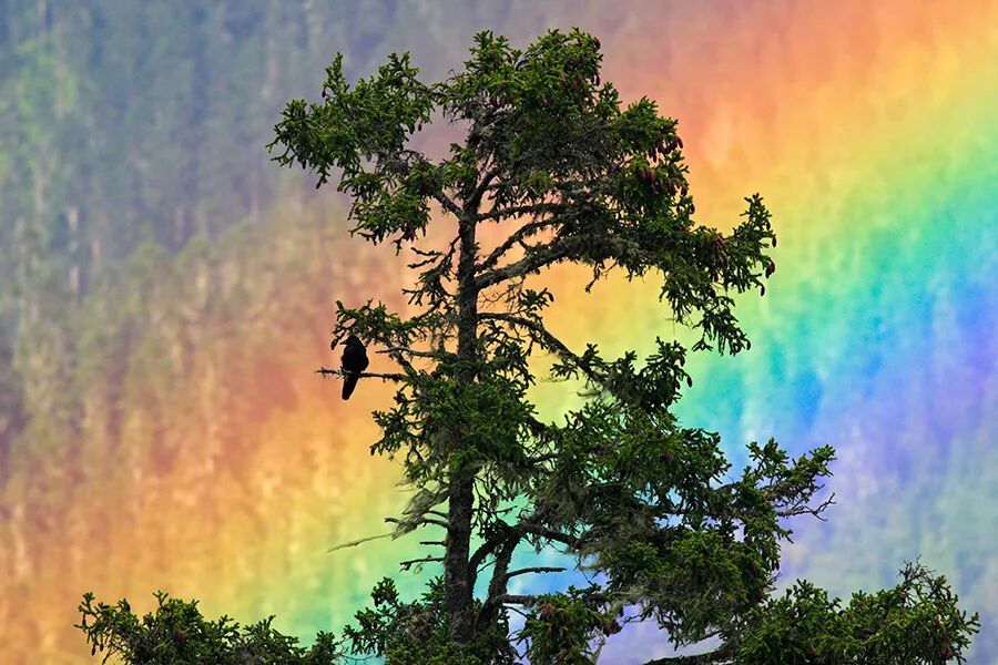 观鸟与拍鸟为何让人如此痴迷？