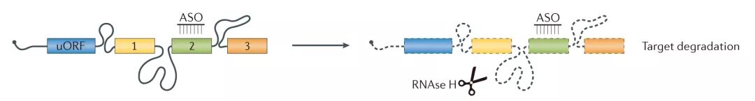 Molecular Cancer丨RiboBio动物用ASO助力发现lncRNA促进乳腺癌转移分子机制-肽度TIMEDOO