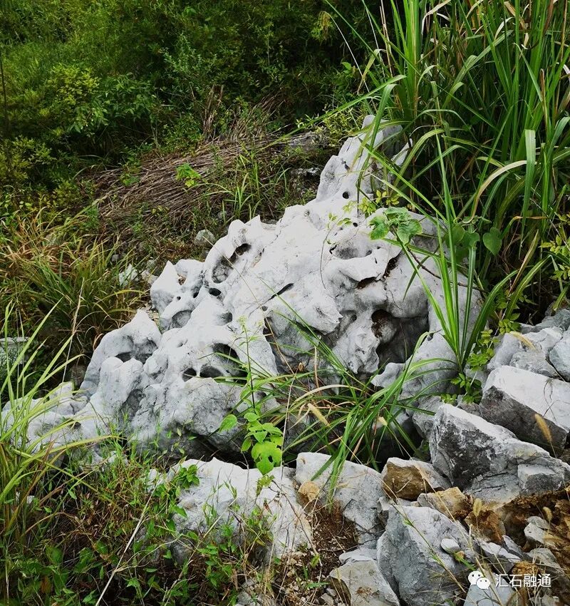 【谈古说今】太湖美在太湖石