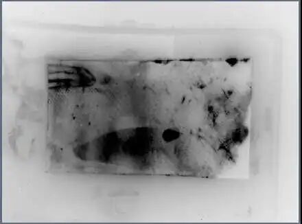 什么是特定蛋白实验中最常说的“跑个条带看看”是什么意思——Western blot ｜ 科研技术速递_https://www.jmylbn.com_新闻资讯_第7张