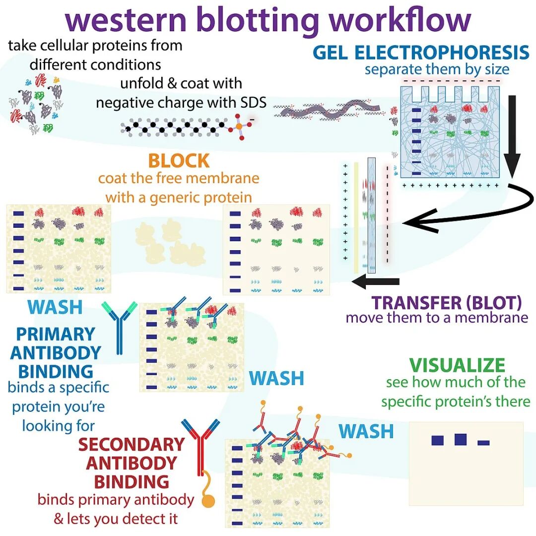什么是特定蛋白实验中最常说的“跑个条带看看”是什么意思——Western blot ｜ 科研技术速递_https://www.jmylbn.com_新闻资讯_第1张