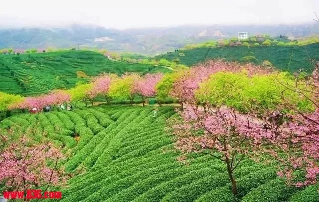 【台北日租套房推薦聯盟選文】1月27日醉美漳平永福櫻花節攝影采風一日遊 旅行 第40張