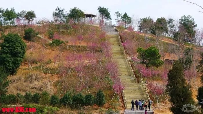 【台北日租套房推薦聯盟選文】1月27日醉美漳平永福櫻花節攝影采風一日遊 旅行 第23張