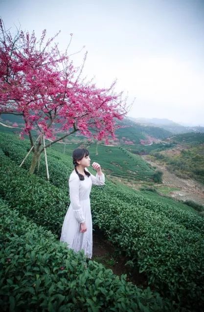 【台北日租套房推薦聯盟選文】1月27日醉美漳平永福櫻花節攝影采風一日遊 旅行 第27張