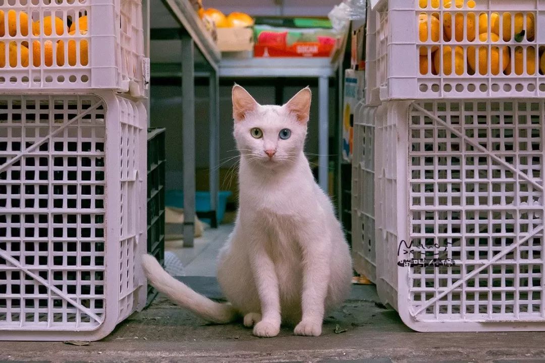 走街串巷5年，他偷拍了超20000張「貓片」，打動14萬網友！ 寵物 第14張