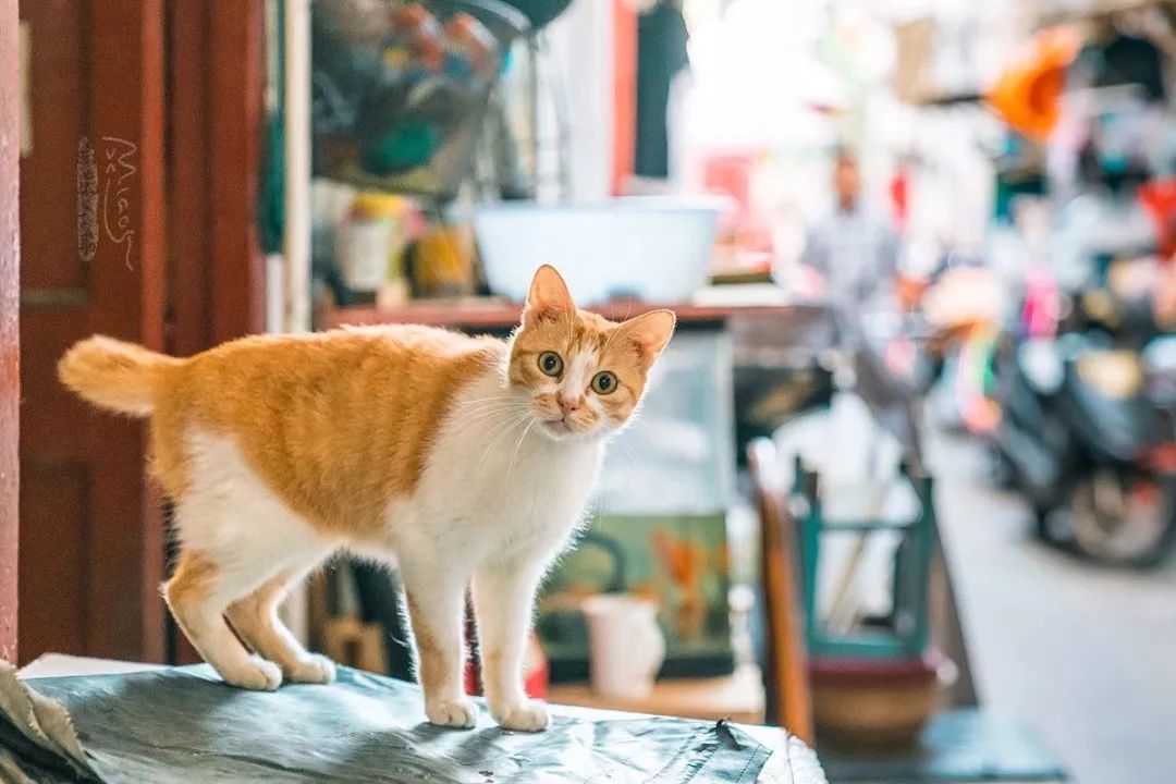 走街串巷5年，他偷拍了超20000張「貓片」，打動14萬網友！ 寵物 第79張