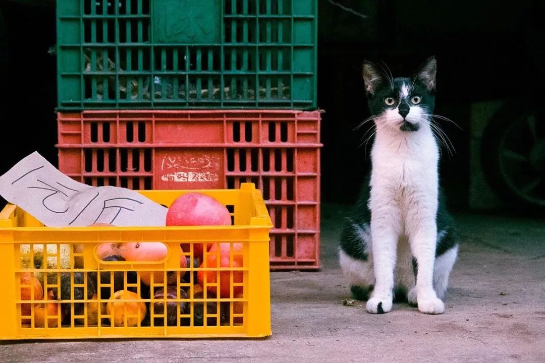 他走街串巷5年，偷拍了超20000張「貓片」，打動14多萬網友！ 寵物 第10張