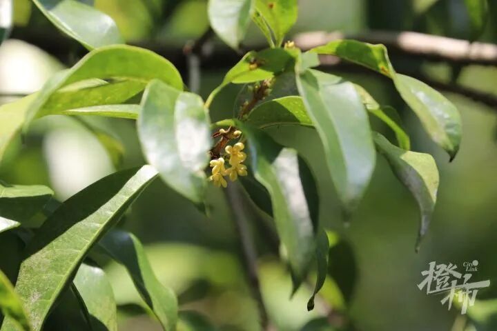 突破24小时警戒线，即将登陆！杭州已开始直面强烈风雨